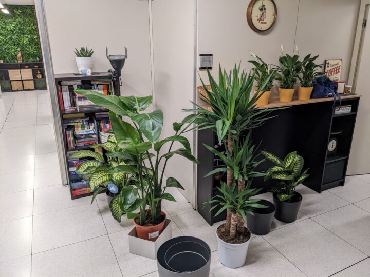 Acquisto di piante per l'ufficio team building Midable Digital Agency